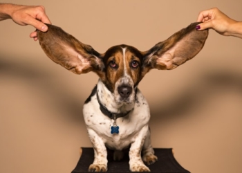 3 Common Hearing Loss Myths Explained